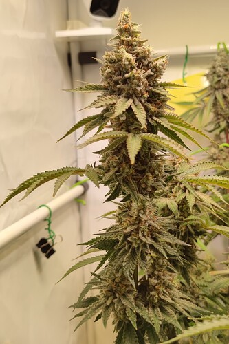 Growreport Bild 8
