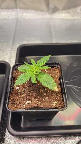 Growreport Bild 10