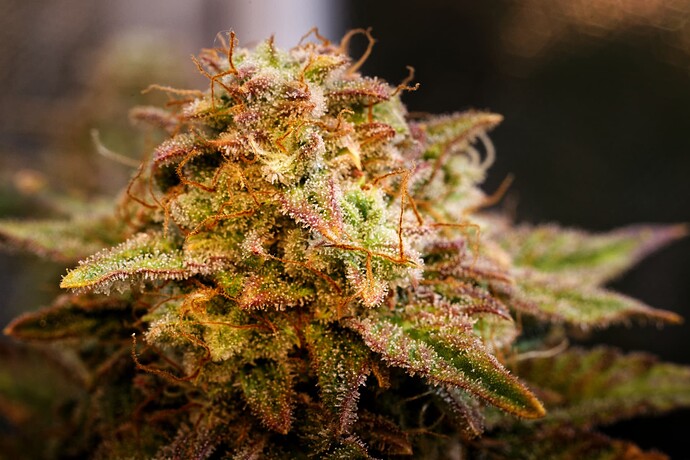 Jack Herer