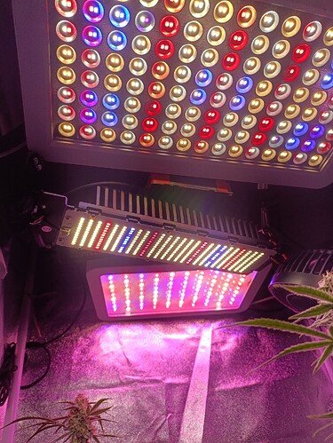 Growreport Bild 5