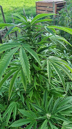 Growreport Bild 19