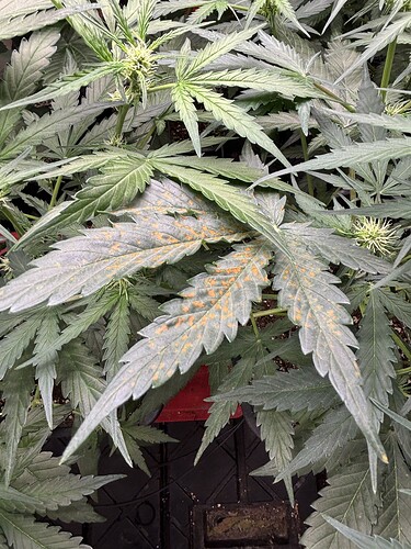 Growreport Bild 25