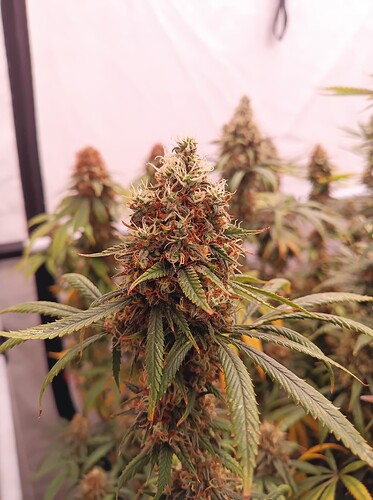 Growreport Bild 23
