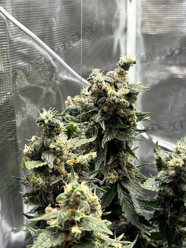 Growreport Bild 17
