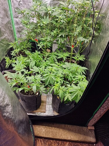 Growreport Bild 1