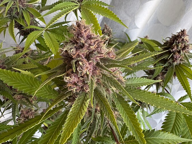 Growreport Bild 3