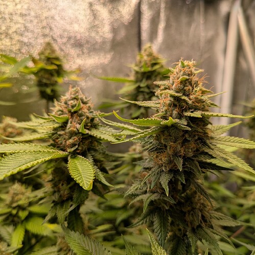 Growreport Bild 5