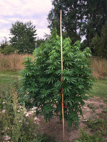 Grow26090204