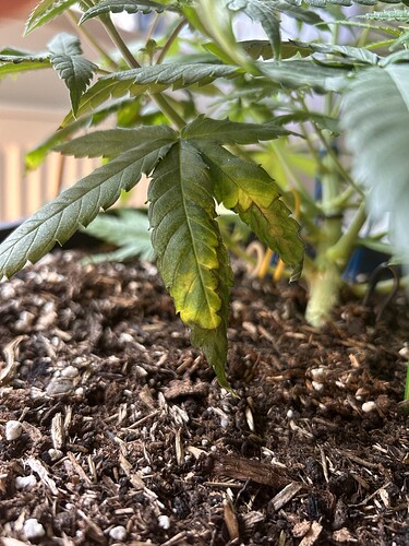 Growreport Bild 35