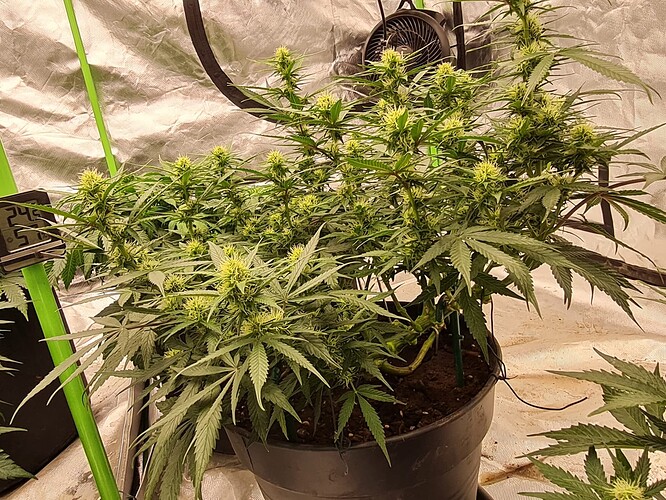 Growreport Bild 15