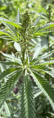 Growreport Bild 5