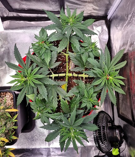 Growreport Bild 29