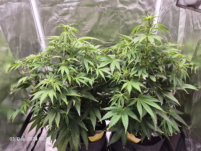 Growreport Bild 15