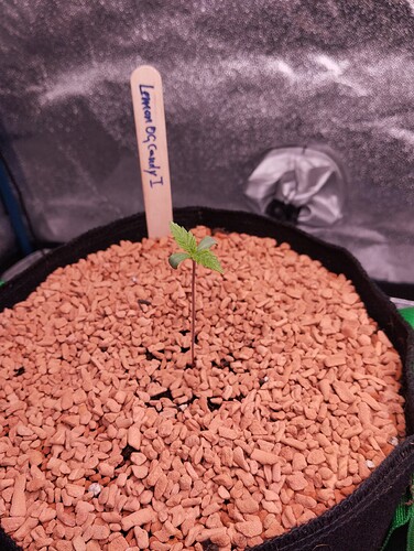 IMG_20241122_184807 - Kopie