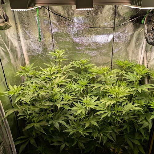 Growreport Bild 34