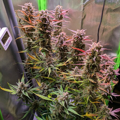 Growreport Bild 7