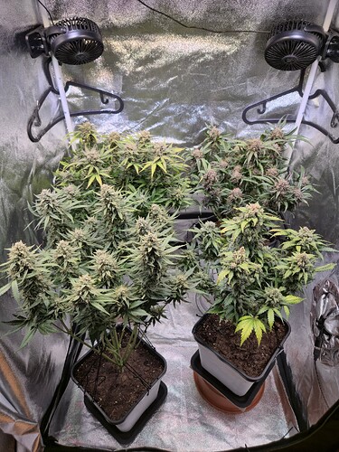 Growreport Bild 36