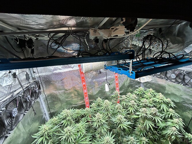 Blick in ein Growzelt mit blühenden Cannabispflanzen unter LED-Beleuchtung.