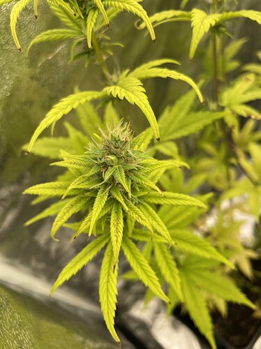 Growreport Bild 2