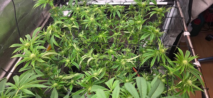 Growreport Bild 31