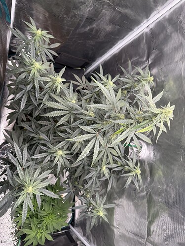 Growreport Bild 32