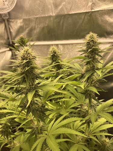 Growreport Bild 7