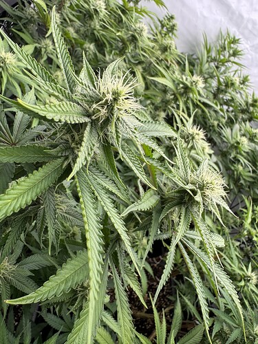 Growreport Bild 22