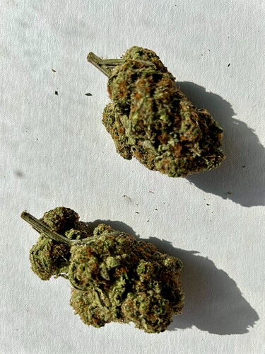Growreport Bild 5