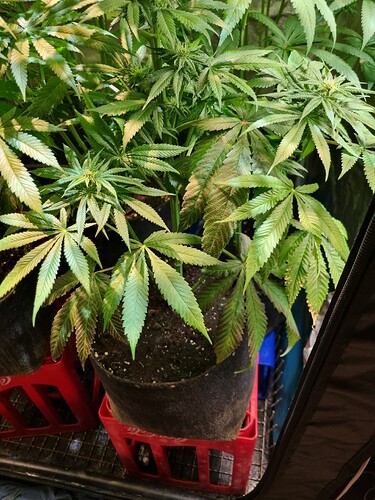 Mehrere Cannabis-Pflanzen in Stofftöpfen, die auf roten Kisten stehen, zeigen Anzeichen von Nährstoffmangel oder Verbrennungen an den Blättern.
