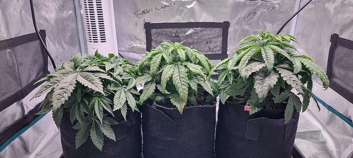 Growreport Bild 3
