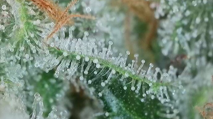 Growreport Bild 54