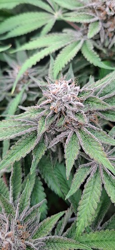 Growreport Bild 16