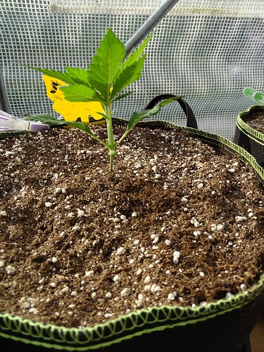 Growreport Bild 5
