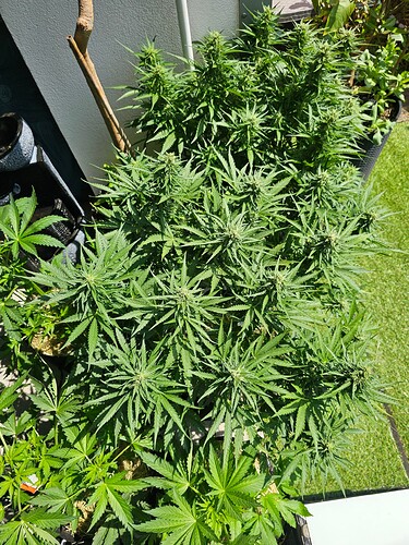 Growreport Bild 2