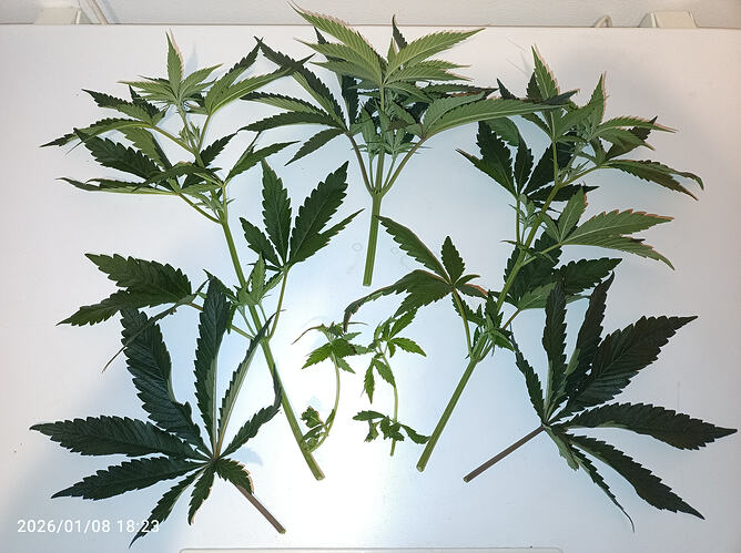 Growreport Bild 8