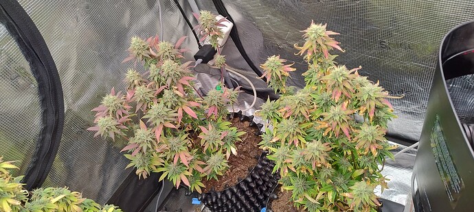 IMG_20251227_210837109_HDR