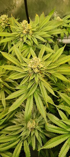 Growreport Bild 1