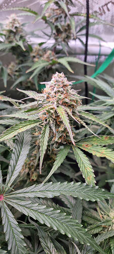 Growreport Bild 35