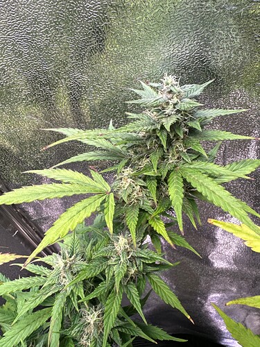 Growreport Bild 67