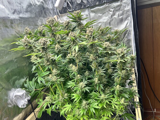 Eine blühende Cannabispflanze in einem Growzelt, mit vielen Blütenständen und grünen Blättern.