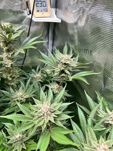 Mehrere blühende Cannabispflanzen in einem Zelt, mit einem Thermometer, das 23 Grad Celsius und 43% Luftfeuchtigkeit anzeigt.