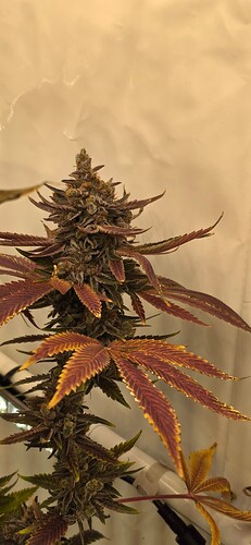 Growreport Bild 25