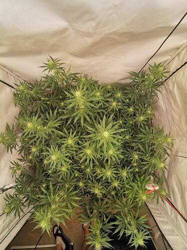 Growreport Bild 5