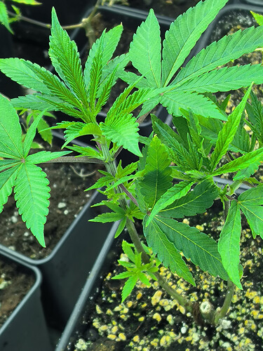 Growreport Bild 6