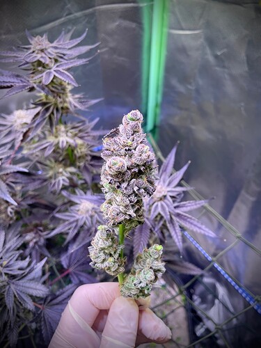 Growreport Bild 15