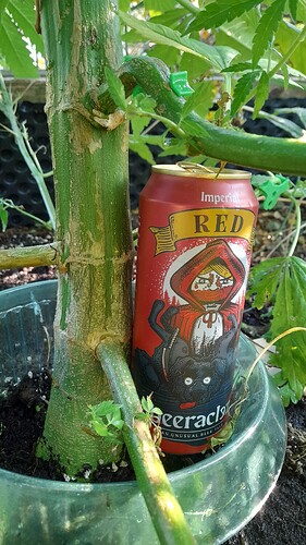 Growreport Bild 5
