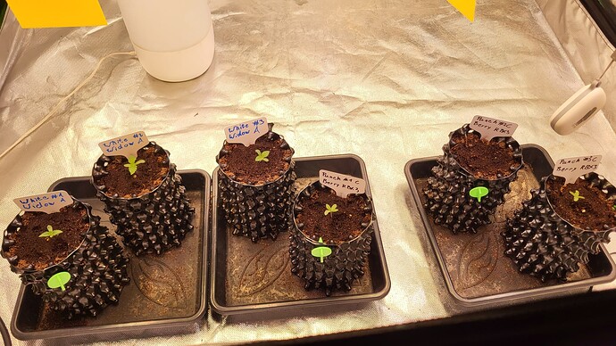Growreport Bild 5