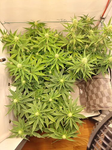 Growreport Bild 2