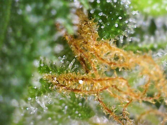 Growreport Bild 12
