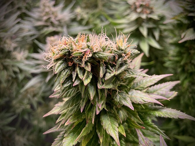 Growreport Bild 9